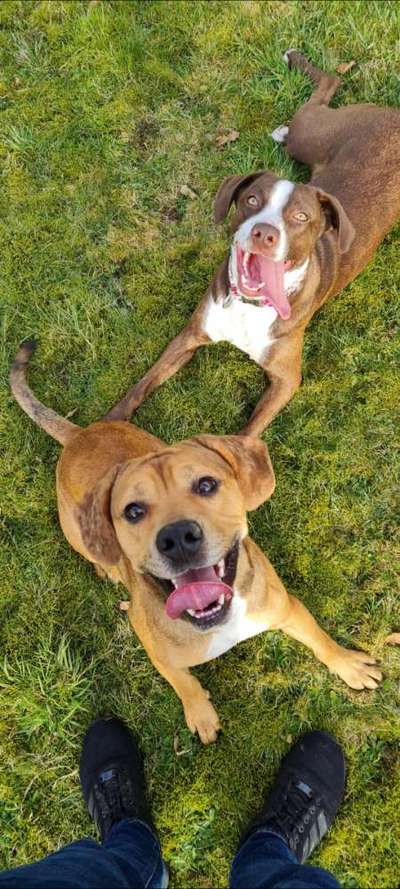 Louisiana Catahoula Leopard Dog-Beitrag-Bild