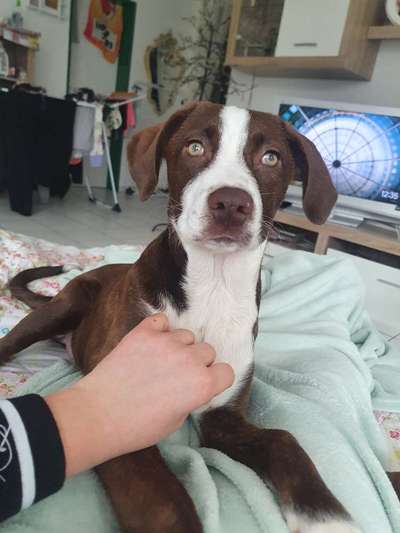 Louisiana Catahoula Leopard Dog-Beitrag-Bild