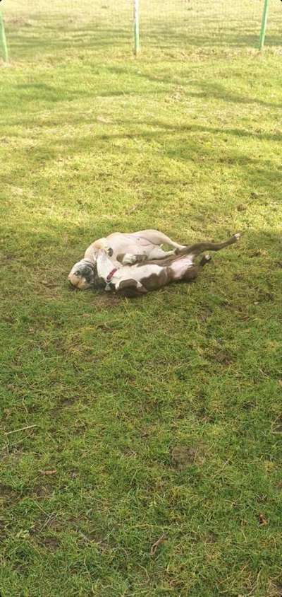 Bester Freund, Hundekumpel - zeigt her!-Beitrag-Bild