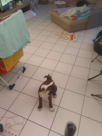 CHALLENGE NR. 19 - Der Hundeblick-Beitrag-Bild