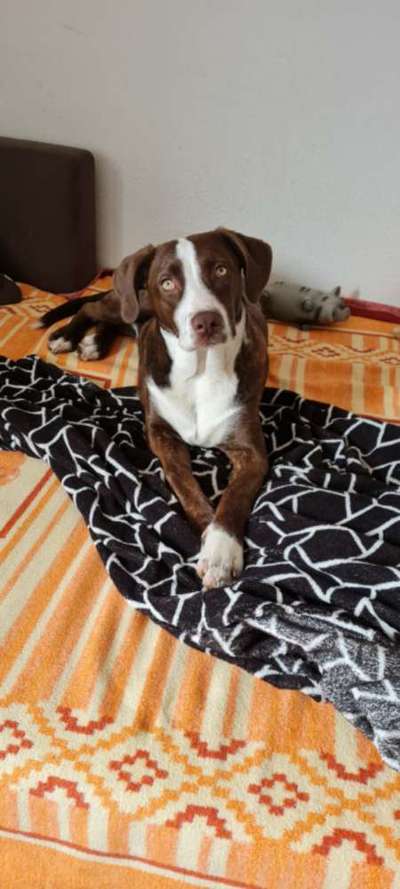 Louisiana Catahoula Leopard Dog-Beitrag-Bild