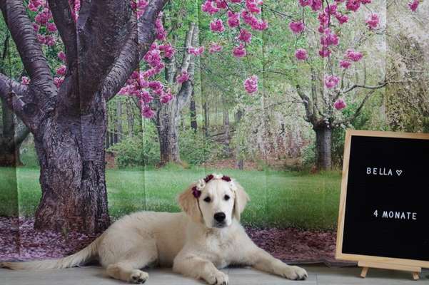 Wo sind die Golden Retriever Liebhaber?-Beitrag-Bild