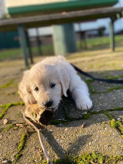 Wo sind die Golden Retriever Liebhaber?-Beitrag-Bild