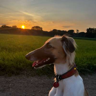 Hundetreffen-Treffen um Unsicherheiten aufzubauen, spazieren zu gehen und zum spielen 😊-Bild