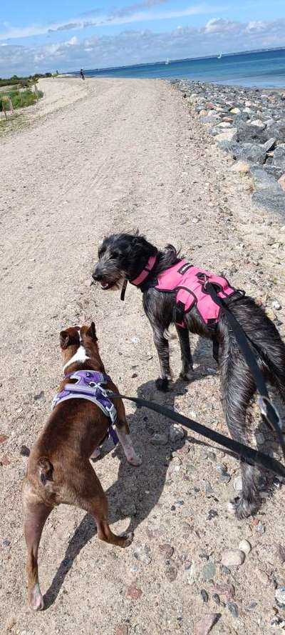 Hundetreffen-Gassirunden rund um Salach-Bild