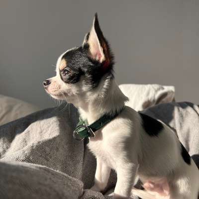 Hundetreffen-Welpen/Treff-Profilbild