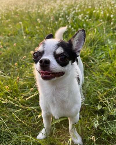 Hundetreffen-Welpen/Treff