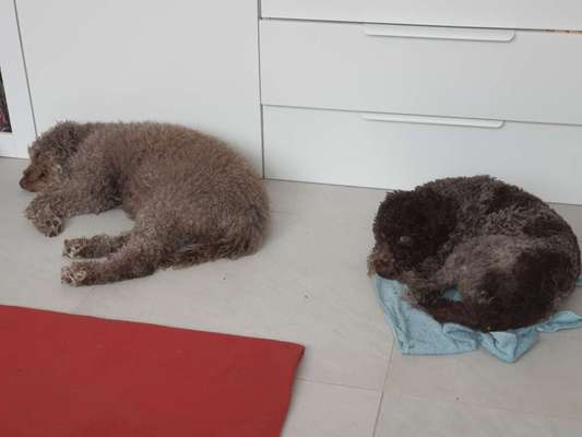 Hilfe, Hund beißt beim Gassigehen-Beitrag-Bild