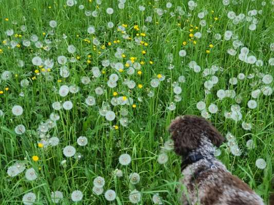 Fotosammlung: ,,Der natürliche Hund" Unbearbeitet, ungestellt und in Natura-Beitrag-Bild