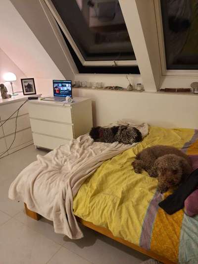 Darf der Hund bei Euch im Bett schlafen?-Beitrag-Bild
