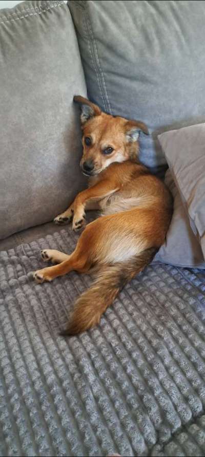 Wie kamst du zu deinem Hund?-Beitrag-Bild