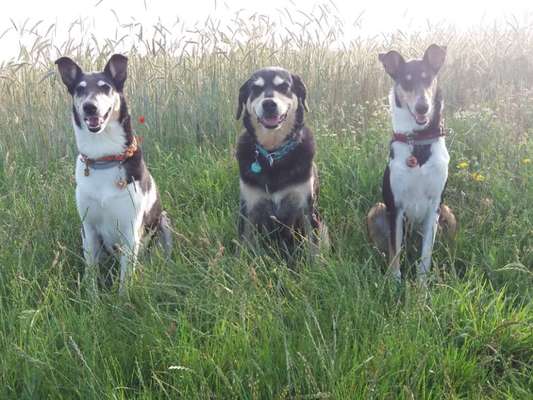 Welche Hunderasse-Beitrag-Bild