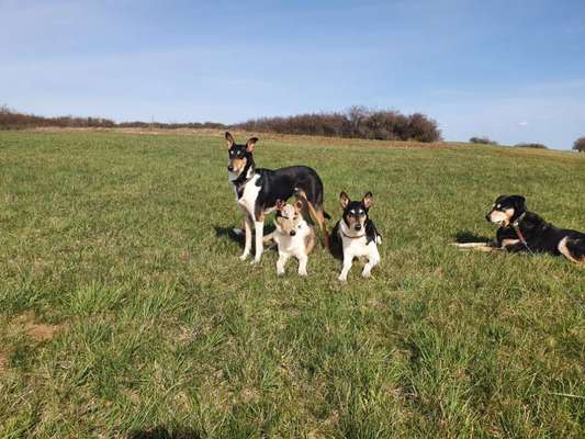 Mehrere Hunde zuhause !-Beitrag-Bild