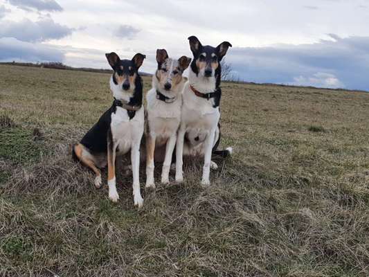 Collies gesucht-Beitrag-Bild