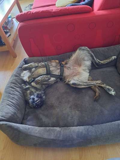 Fotosammlung: ,,Der natürliche Hund" Unbearbeitet, ungestellt und in Natura-Beitrag-Bild