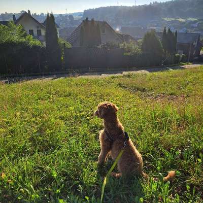 Hundetreffen-Gassitreffen mit Training-Bild