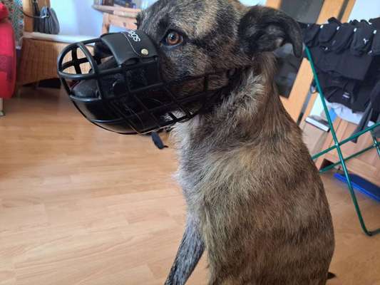 Wie sitzt mein Maulkorb / Maulkorb-Beratung-Beitrag-Bild