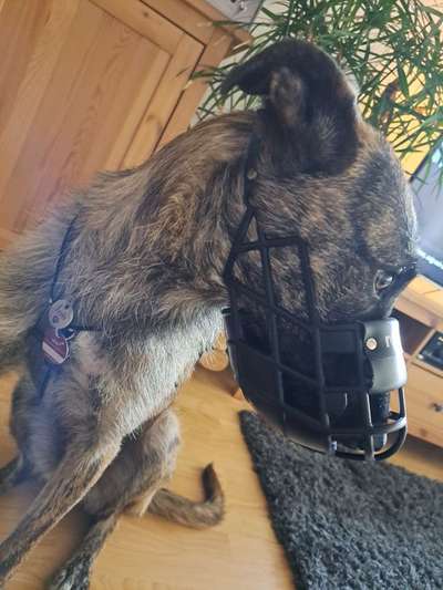 Wie sitzt mein Maulkorb / Maulkorb-Beratung-Beitrag-Bild