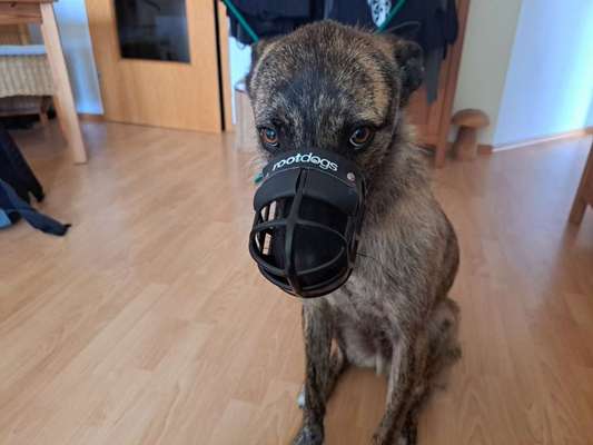 Wie sitzt mein Maulkorb / Maulkorb-Beratung-Beitrag-Bild