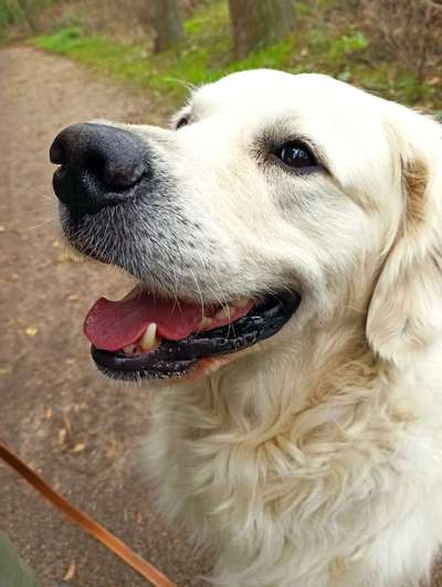 Wo sind die Golden Retriever Liebhaber?-Beitrag-Bild