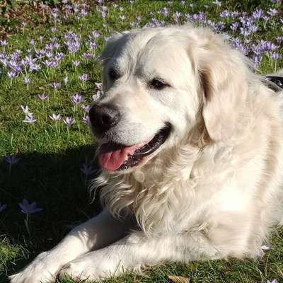 Golden Retriever-Beitrag-Bild