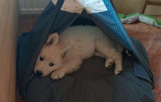 Weißer Schweizer Schäferhund-Beitrag-Bild