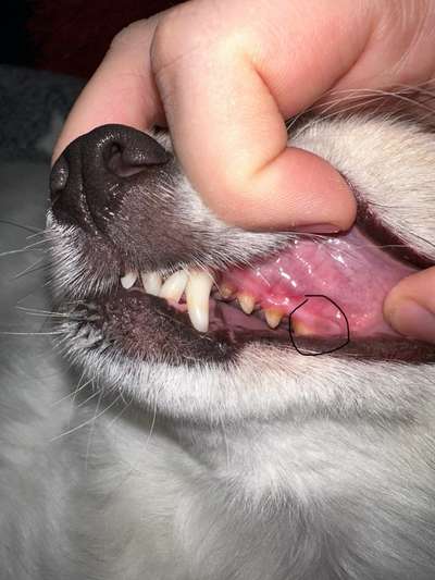 Zahnfleischverfärbung-Beitrag-Bild