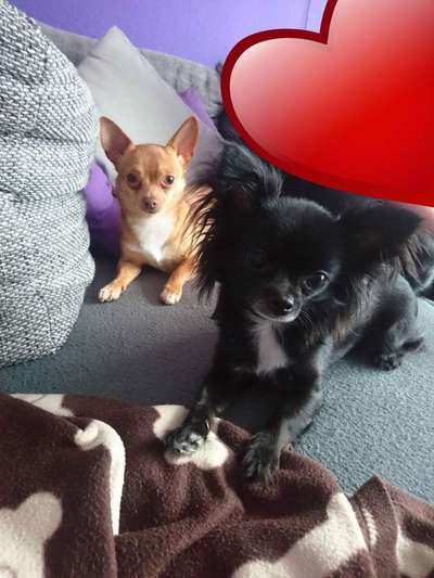 Bester Freund, Hundekumpel - zeigt her!-Beitrag-Bild