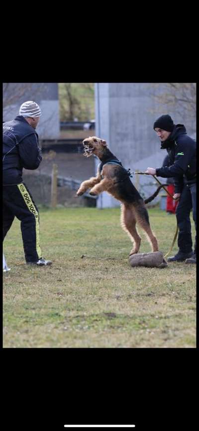 Airedale Terrier-Beitrag-Bild