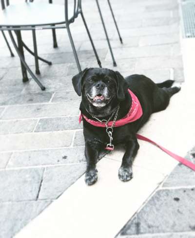 Mops mix-Beitrag-Bild