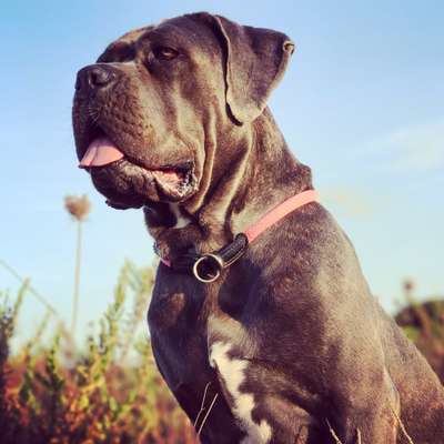 Diagnose: bösartiger Milztumor-Beitrag-Bild