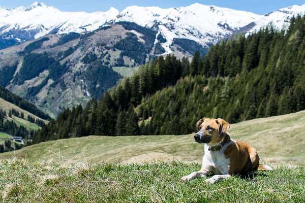 Die Dogorama Kalender Challenge Titelbild-Beitrag-Bild