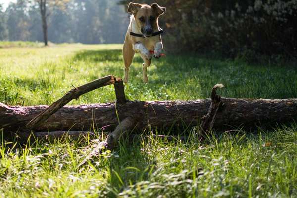 Fotochallenge Nr. 52 „Spring!“-Beitrag-Bild