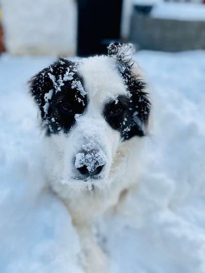 Die Dogorama Kalender Challenge Teil 2/4-Beitrag-Bild