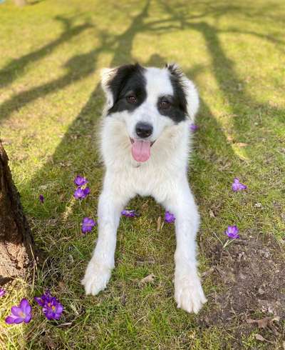 Die Dogorama Monats Challenge "Es grünt und blüht"-Beitrag-Bild