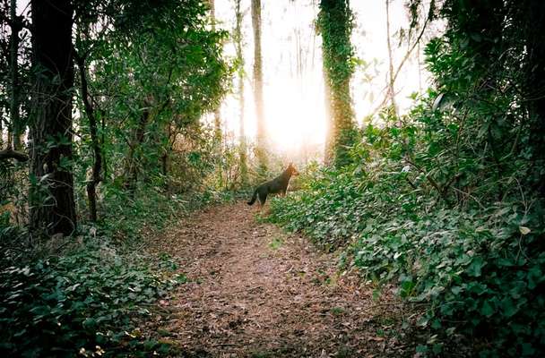 Wald Bild-Beitrag-Bild
