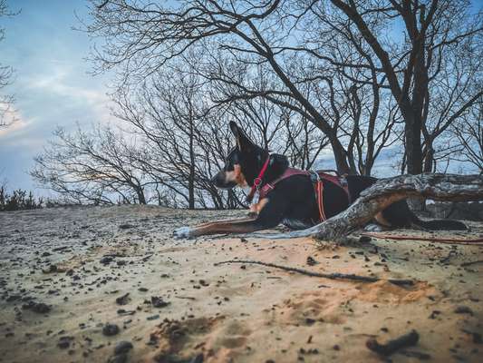 Dogorama Photo Challenge - Tierischer Urlaub-Beitrag-Bild