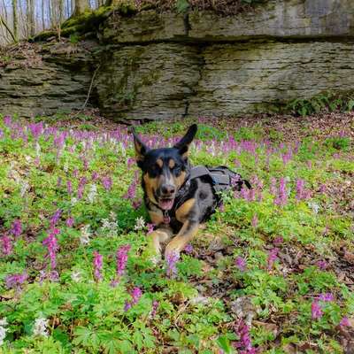 Fotochallenge 78

Es grünt und blüht-Beitrag-Bild