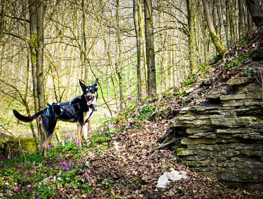 Wer hat einen Kelpie??-Beitrag-Bild