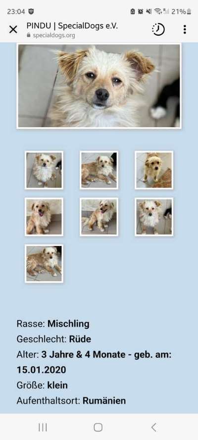 TierschutzhundeStammtisch🐕-Beitrag-Bild