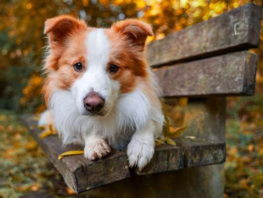 Giftköder-Dogshooting-Bild