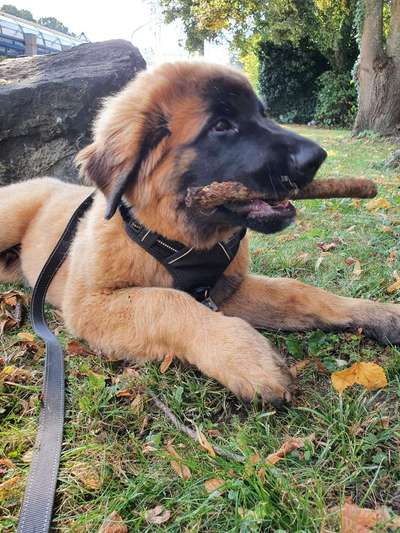Leonberger-Beitrag-Bild