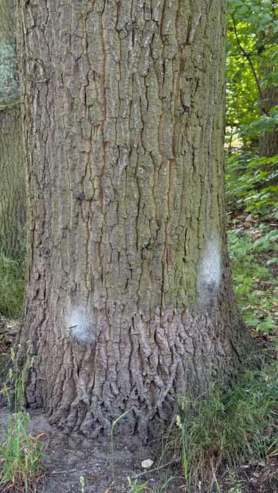 Giftköder-Eichenprozessionsspinner-Bild