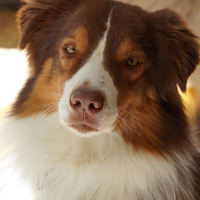 aktuelles Foto Gruppe Australian Shepherd