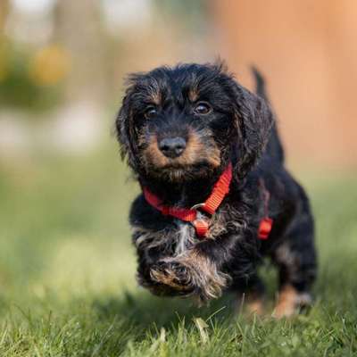 Hundetreffen-Ich suche in oder um vellmar einen Spielkameraden für unsere 12 Wochen alte Käthe, sie ist ein Rauha