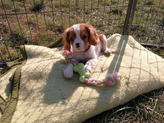 Hundetreffen-Welpen-und Kleinhundtreffen in Raum Saarwellingen/Heusweiler-Bild