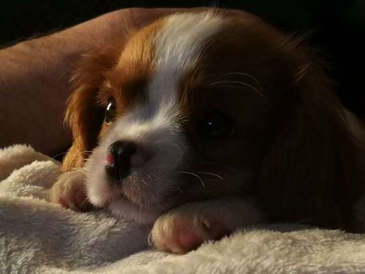 Cavalier King Charles Spaniel?-Beitrag-Bild