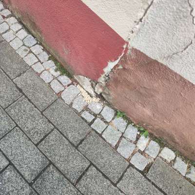 Giftköder-Starker Befall von Schleimpilz-Bild