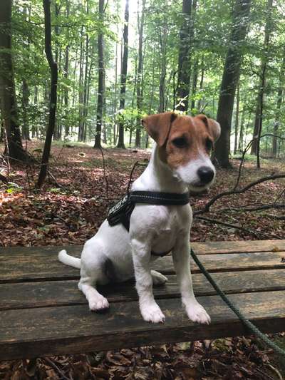 Die Dogorama Kalender Challenge Titelbild-Beitrag-Bild