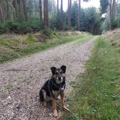 TierschutzhundeStammtisch🐕-Beitrag-Bild